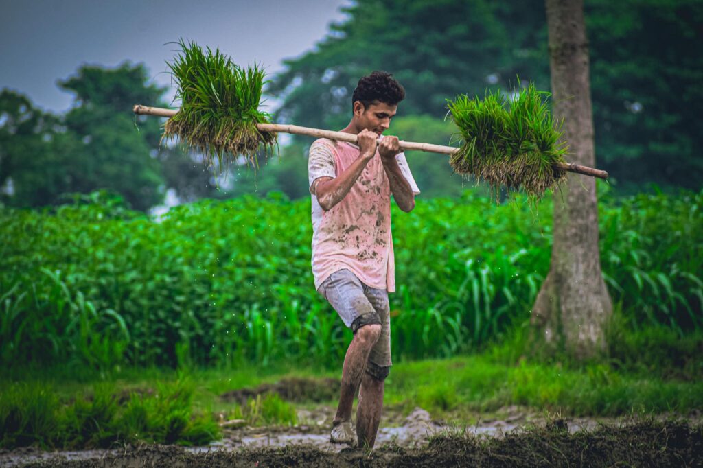 paddy planting in rural village 