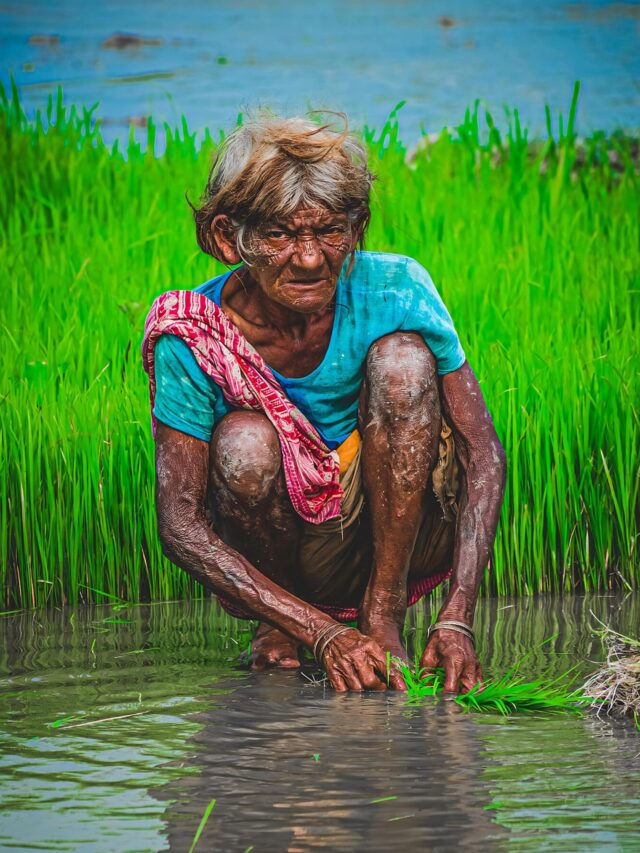 The Art of Paddy Planting